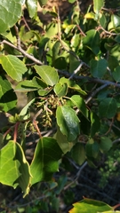 Azara petiolaris