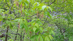 Acer negundo interius