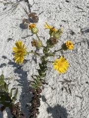 Chrysopsis gossypina