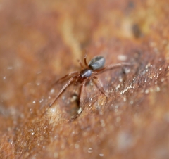 Scotinella
