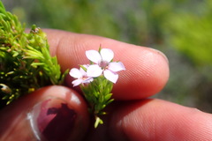 Coleonema pulchellum