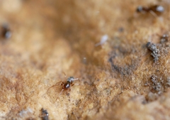 Scotinella