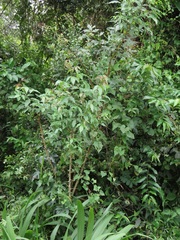 Searsia chirindensis