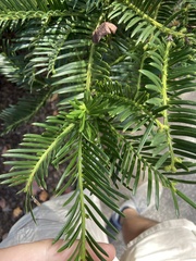 Cephalotaxus