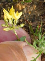 Sebaea sulphurea