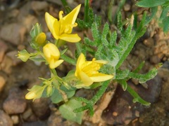 Sebaea sulphurea