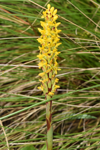 Image of Golden Cob Disa by (c) Sunčana Bradley, some rights reserved (CC BY)