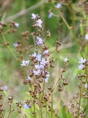 Aristea angolensis