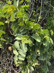 Cissus rotundifolia