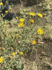 Heterotheca