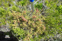 Passerina rubra