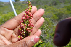 Passerina rubra