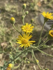 Heterotheca