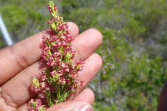 Passerina rubra