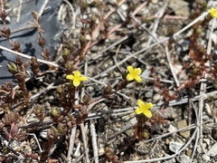Portulaca quadrifida