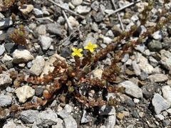 Portulaca quadrifida