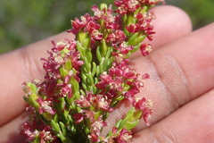 Passerina rubra