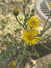 Heterotheca