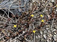 Portulaca quadrifida