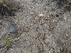 Portulaca quadrifida