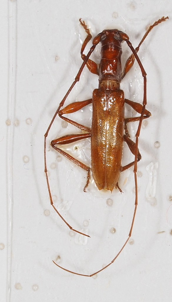 Tropidion mirabile