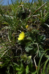 Potentilla frigida