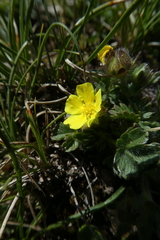 Potentilla frigida