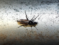 Dilophus nigrostigma