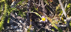 Felicia canaliculata