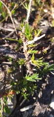 Felicia canaliculata