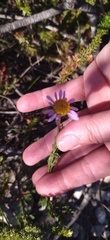 Felicia canaliculata