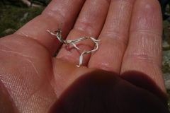 Thamnolia vermicularis