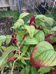 Amaranthus caudatus