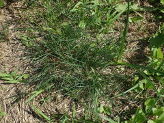 Festuca trachyphylla