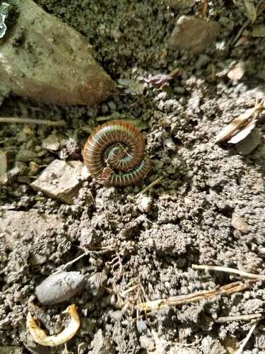Choctella cumminsi