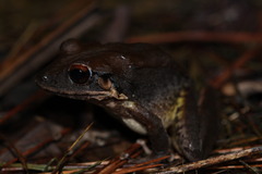Eleutherodactylus inoptatus