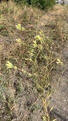 Linaria biebersteinii