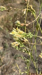 Linaria biebersteinii