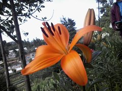 Lilium bulbiferum