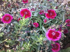 Dianthus chinensis