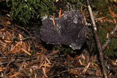 Bionectriaceae