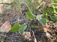 Sida jamaicensis