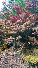 Enkianthus