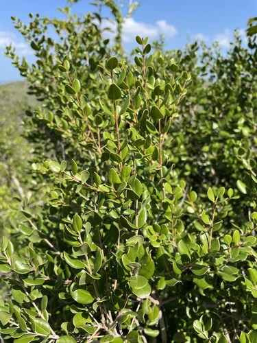 Eugenia woodburyana, 2021-10-27