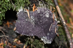 Bionectriaceae