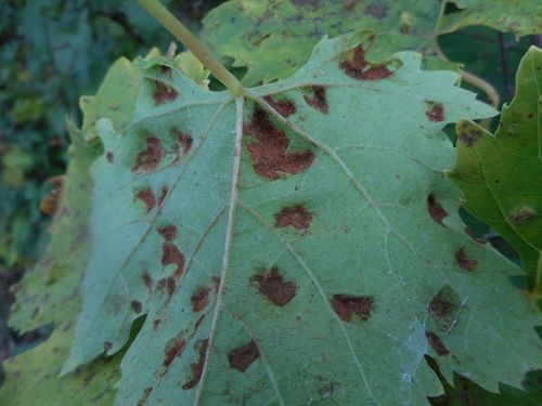 Grape Erineum Mite