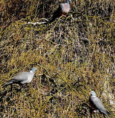 Styphnolobium japonicum