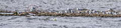 Larus fuscus barabensis