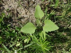 Xanthium orientale riparium