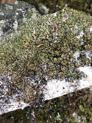 Anaptychia runcinata